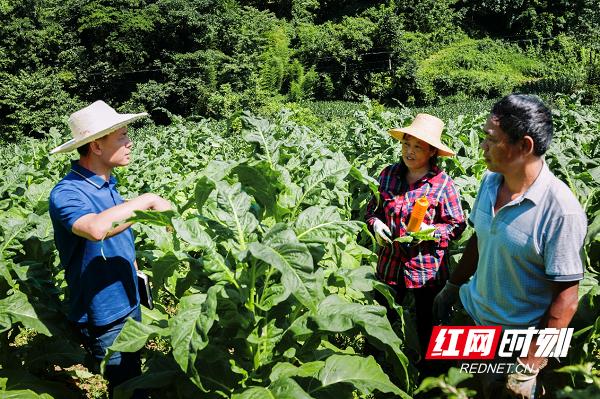 湖南中烟最新领导层阵容揭晓