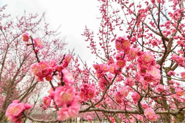 安梅花城喜讯连连，美好未来启航